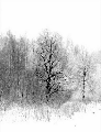 sleeping tree